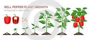 Sweet pepper plant growth stages infographic elements in flat design. Planting process of bell pepper from seeds, sprout photo