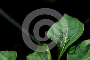 The sweet pepper plant sprouts from the ground . Drops of water on the leaf of the plant. Black background