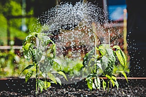 Sweet pepper plants and waterdrops, water with watering can