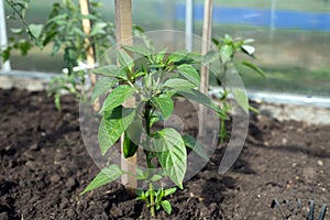 Sweet pepper seedling grows on a garden bed in a greenhouse