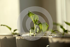 Sweet pepper sprouts. sunny spring day