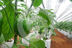 Sweet Pepper Vegetables in Agricultural greenhouse farm.