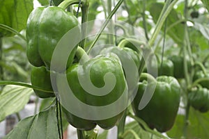 Sweet Pepper Vegetables in Agricultural greenhouse farm.