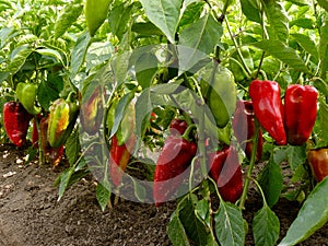 Sweet peppers bed