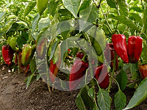 Sweet peppers bed