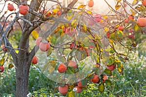 Sweet persimmons on trees in autumn in Spain at sunrise photo