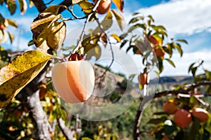 Sweet persimon ripening in the sun in an organic garden