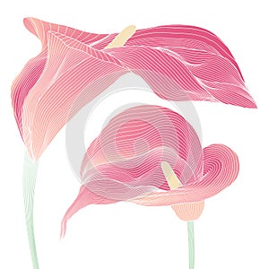 Sweet pink Calla lilies photo