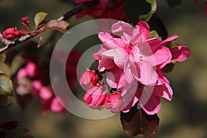 Sweet Pink Cherry Apple Flowers