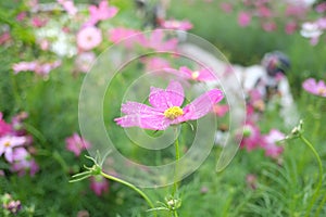 Sweet pink cosmos flower blossom with droplets on corollas with green nature background