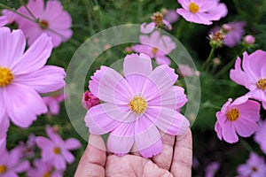A sweet pink cosmos flower blossom on a female hand