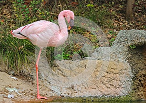 A sweet Pink flamingo standing near the pond river.