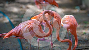 Sweet Pink Flamingo Wildlife Animal