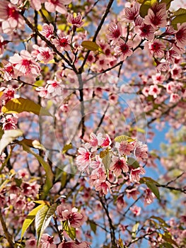 Sweet pink flower blossom in spring season against blue sky