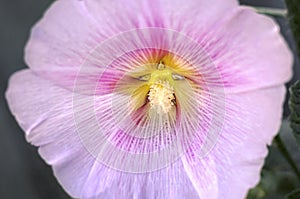 Sweet Pink Hollyhock flower in close-up