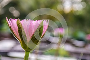 sweet pink lotus flower