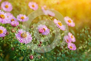 Sweet pink purple cosmos flowers in the field with blue sky background in cosmos field and copy space useful for spring background