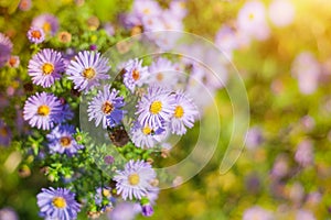 Sweet pink purple cosmos flowers in the field with blue sky background in cosmos field and copy space useful for spring background