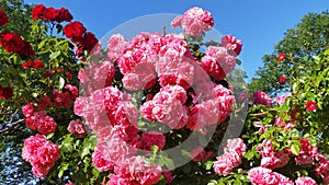 Sweet Pink And Red Roses.  Rose Garden With Warm Sunlight