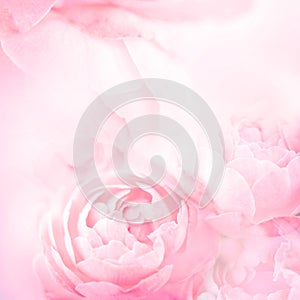 The sweet pink rose flowers for love romance background