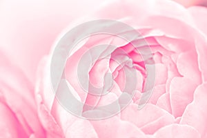 The sweet pink rose flowers for love romance background