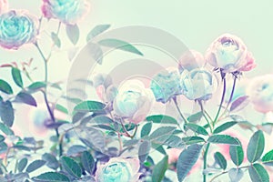 The sweet pink rose flowers for love romance background