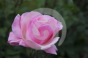 Sweet pink rose in garden