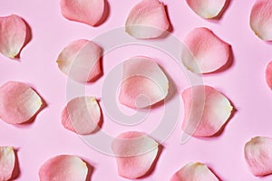 sweet pink rose petal on grunge pink paper background