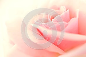 Sweet pink rose in soft color and blur style