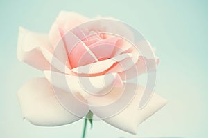 Sweet pink rose in soft color and blur style