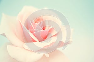 Sweet pink rose in soft color and blur style