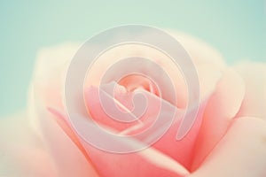 Sweet pink rose in soft color and blur style