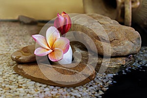 Sweet pink yellow flower plumeria or frangipani on pebble rock i