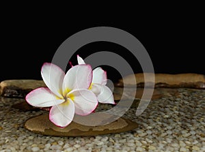 Sweet pink yellow flower plumeria or frangipani on water and pebble in boutique style