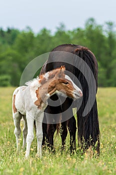 Sweet pinto colored Icelandic horse foal