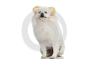 Sweet pomeranian dog proudly wearing his coloured headphones