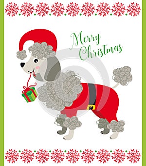 Sweet poodle dog with Santa's Claus Costume