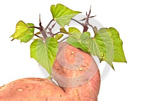 The sweet potato - batat