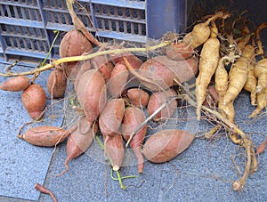 Sweet potato closeup for sale