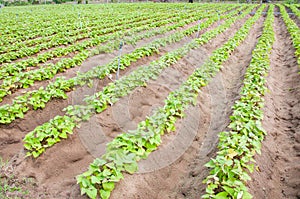 Sweet potato crop