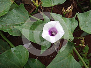 Sweet potato in flower - Pale pink to viole flower of the sweet potato vine photo