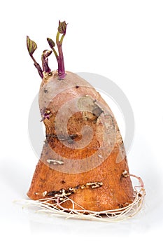 Sweet potato germinating