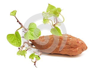 Sweet potato with green sprigs photo