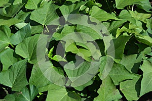 Sweet potato growing: A close-up of Ipomoea Batatas, sweet potato green leaves and vines