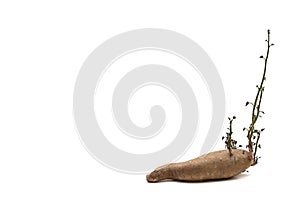 Sweet potato growing new leaves isolated on white background with copy space available