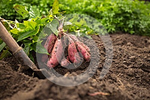 Sweet potato harvest