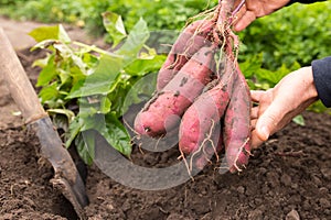 Sweet potato harvesting