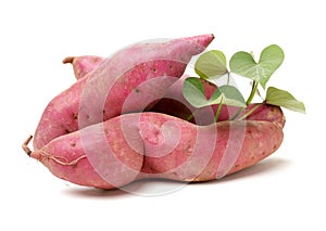 sweet potato Ipomoea batatas or batat