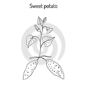 Sweet Potato ipomoea batatas photo