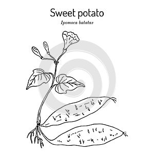 Sweet Potato ipomoea batatas photo